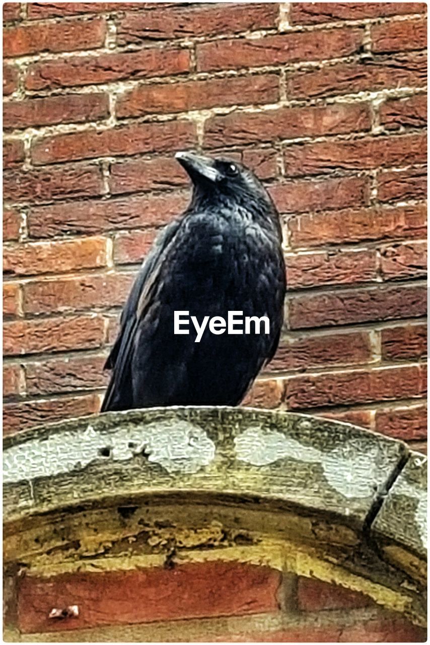 CLOSE-UP OF BIRD PERCHING ON BRICK WALL