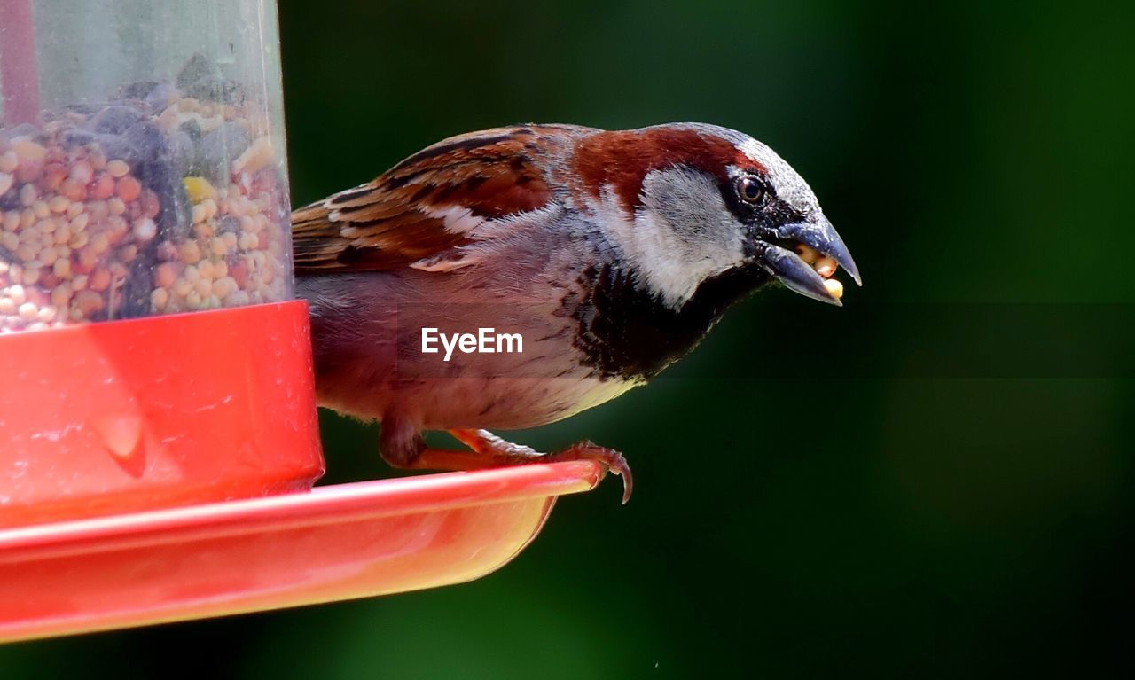 Close-up of sparrow on feeder