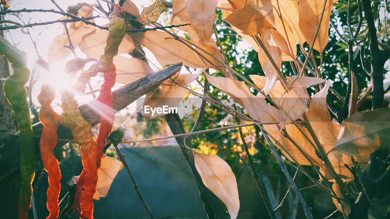 LEAVES ON TREE