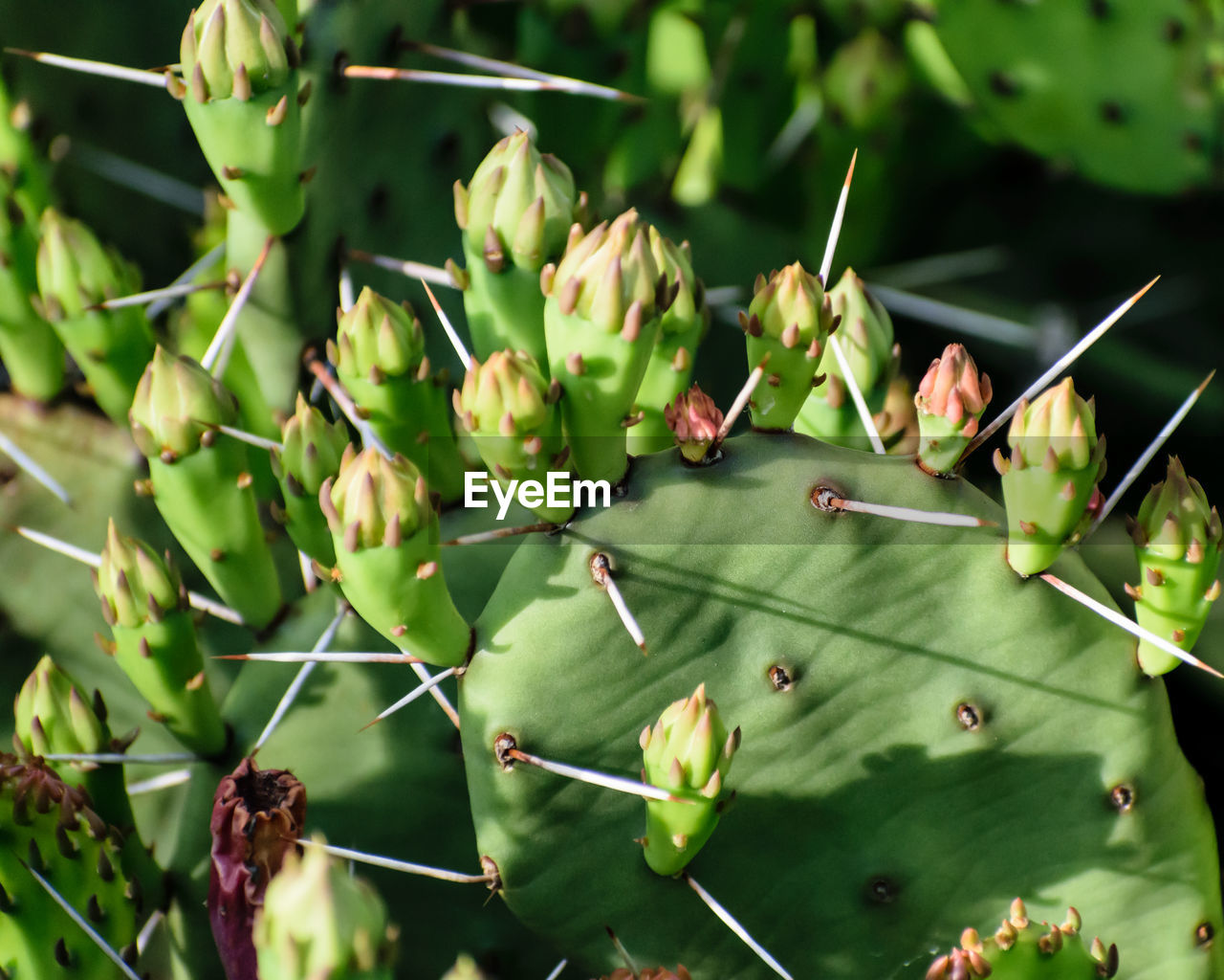 CLOSE-UP OF INSECT ON PLANTS