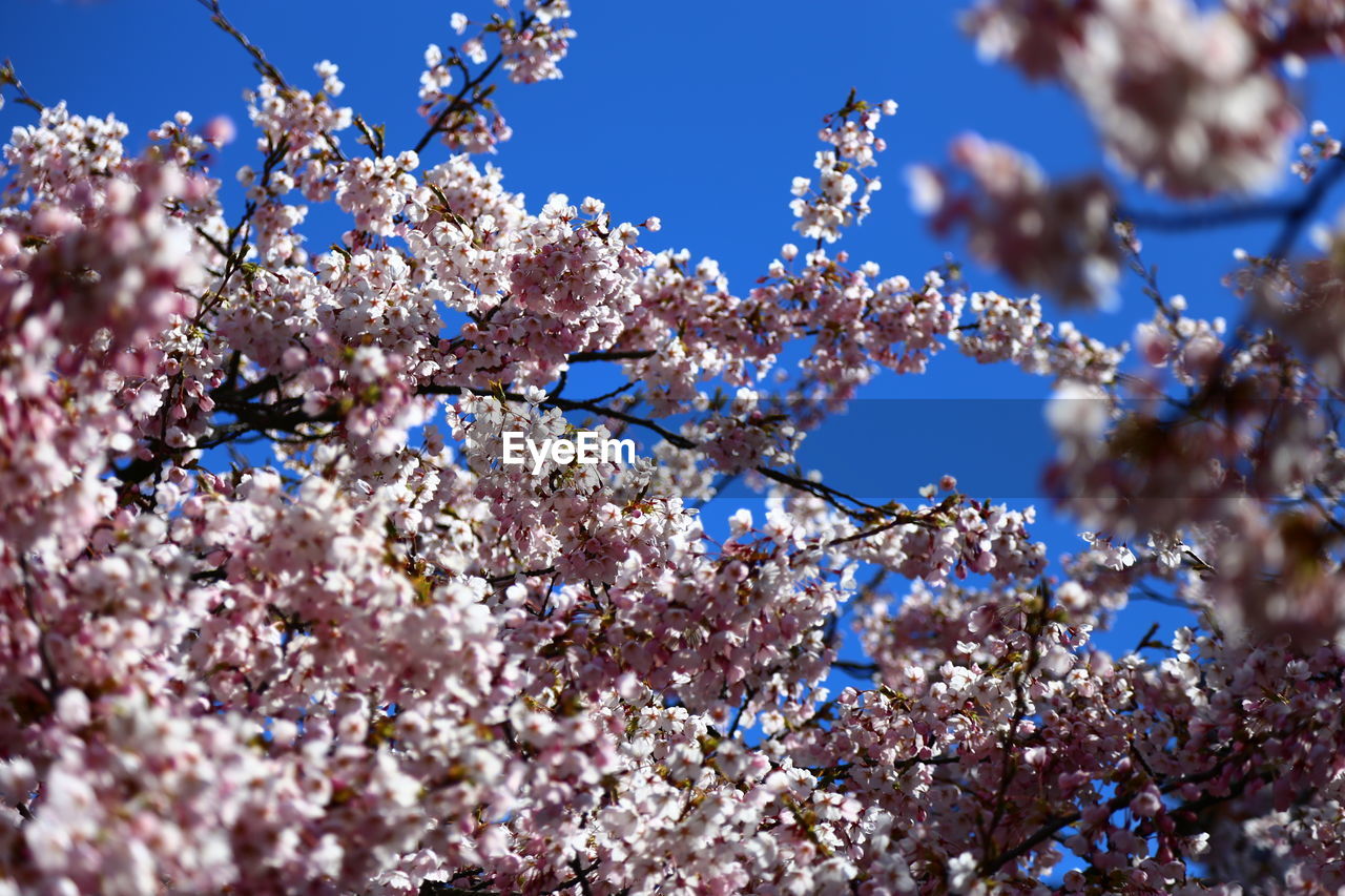 CHERRY BLOSSOMS AGAINST BLUE SKY