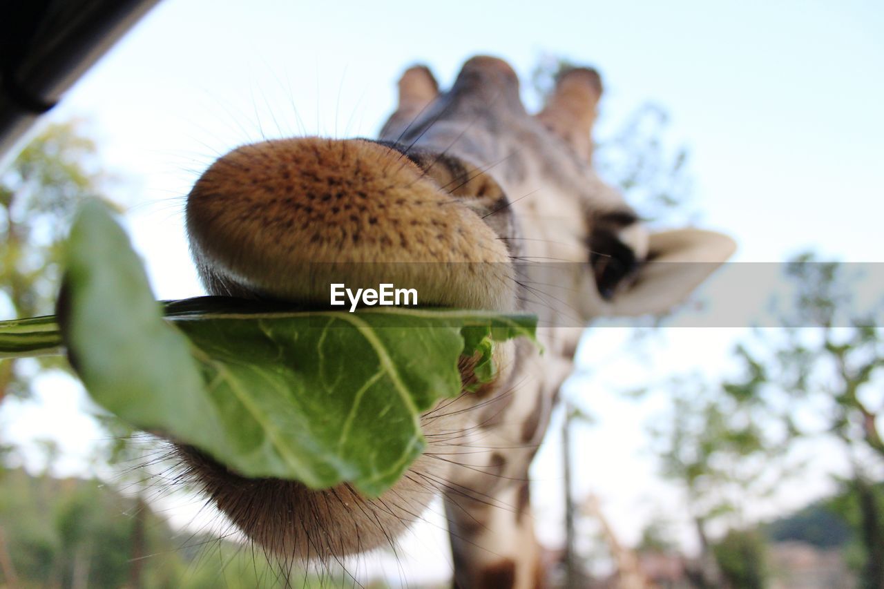 Low angle view of giraffe eating plant