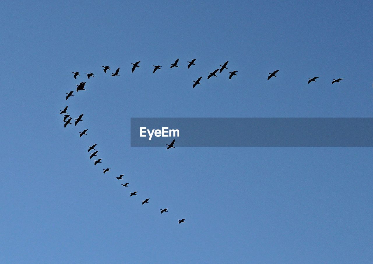 FLOCK OF BIRDS AGAINST CLEAR SKY