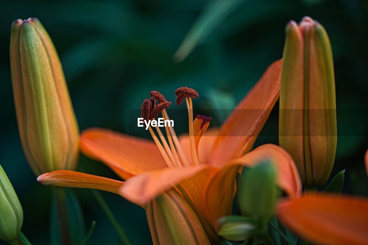 Close-up of orange lily