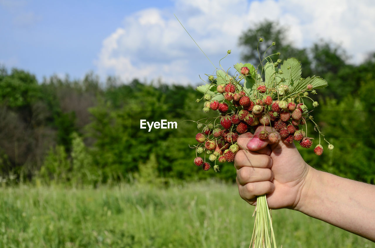 Bouquet wild strawberries in men's hands against background of forest. harvesting berries 