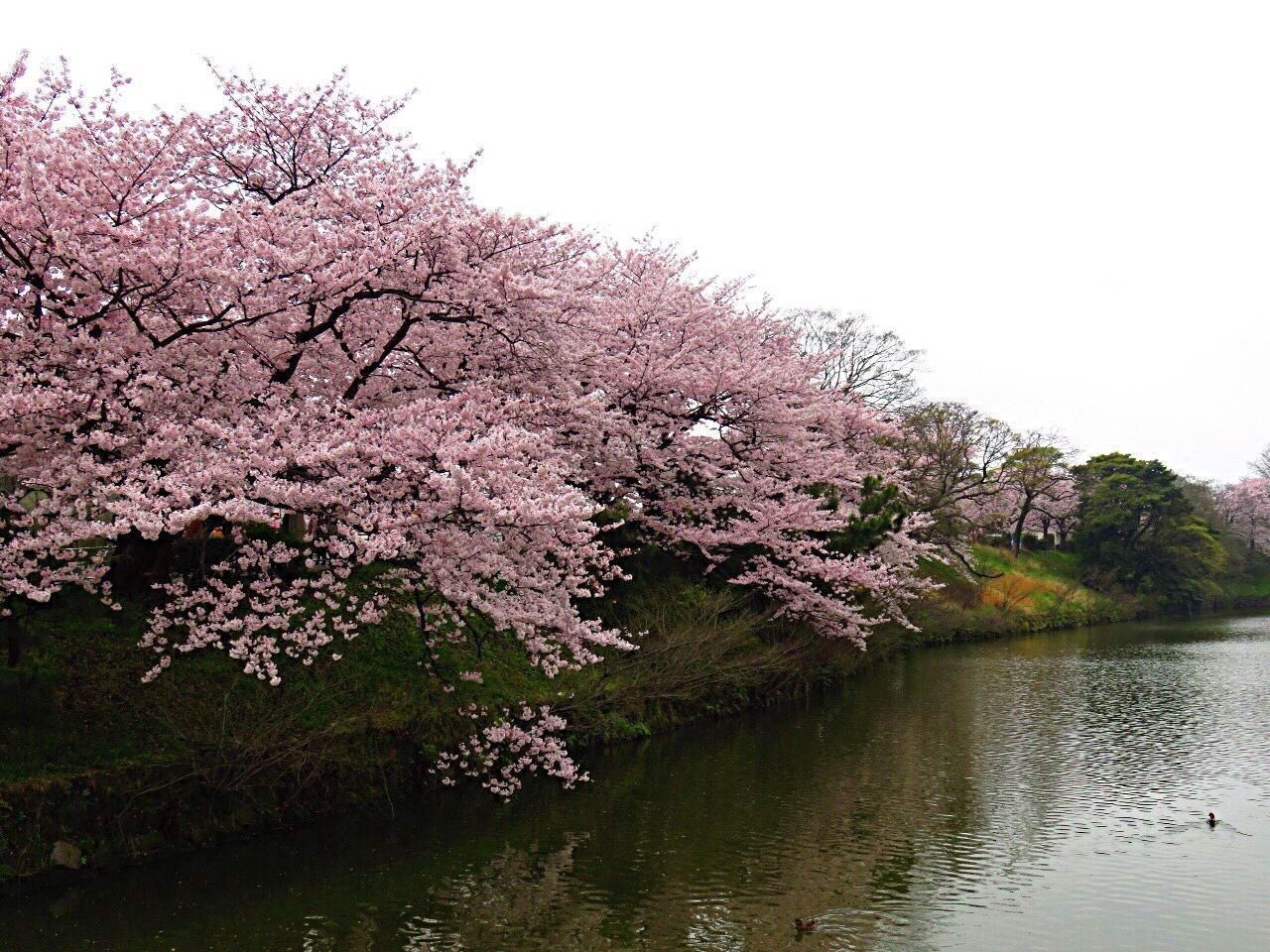 Close-up of pink flowers blooming in park