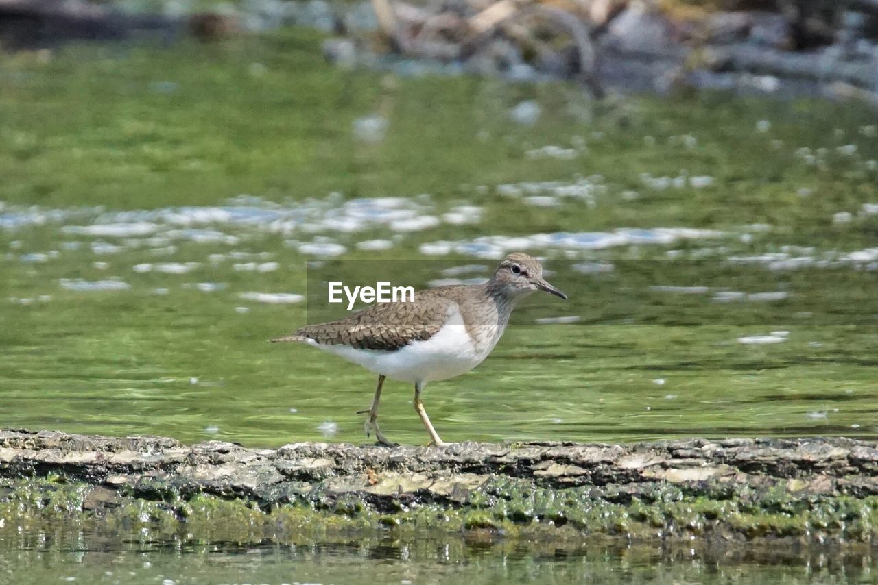 Birds in calm water