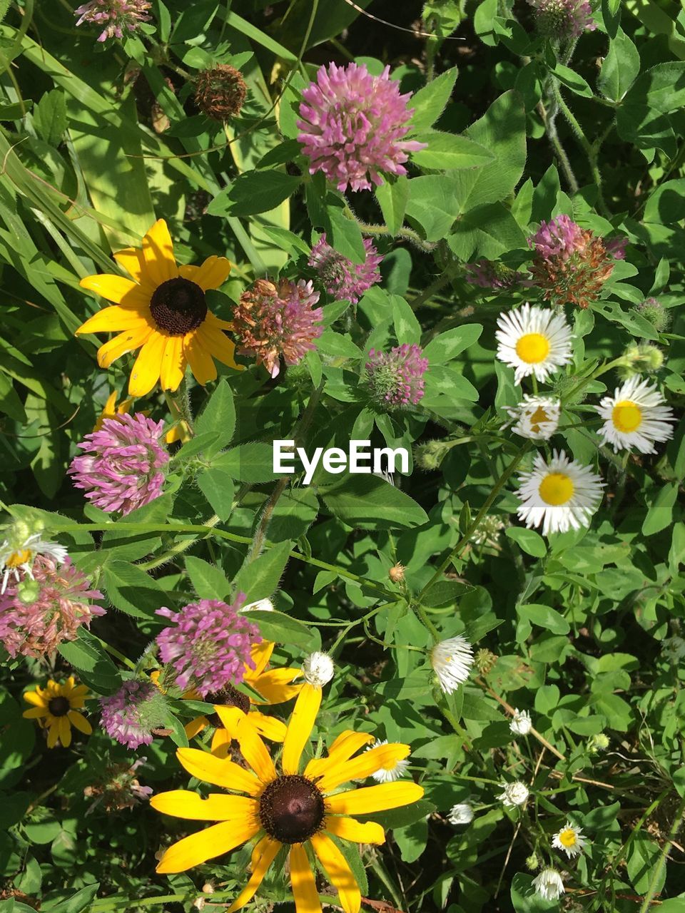 CLOSE-UP OF YELLOW FLOWERS BLOOMING