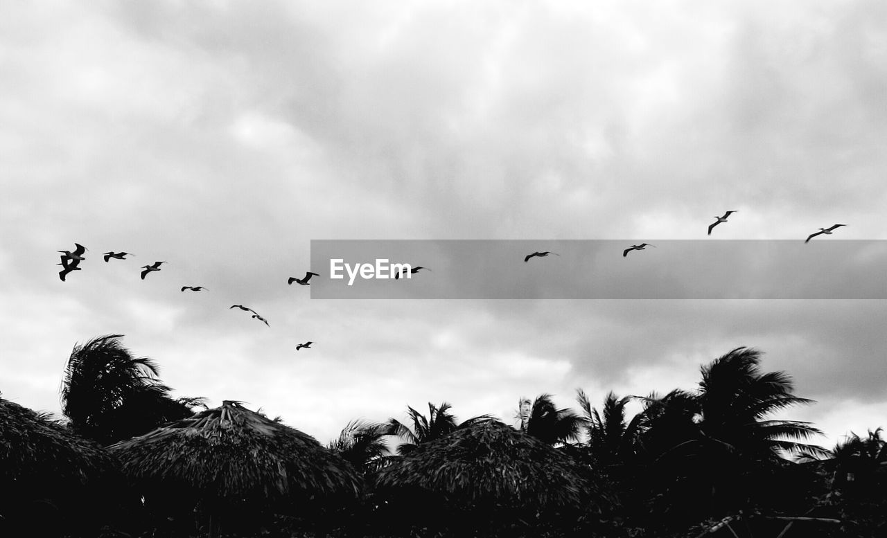 LOW ANGLE VIEW OF BIRDS FLYING IN SKY