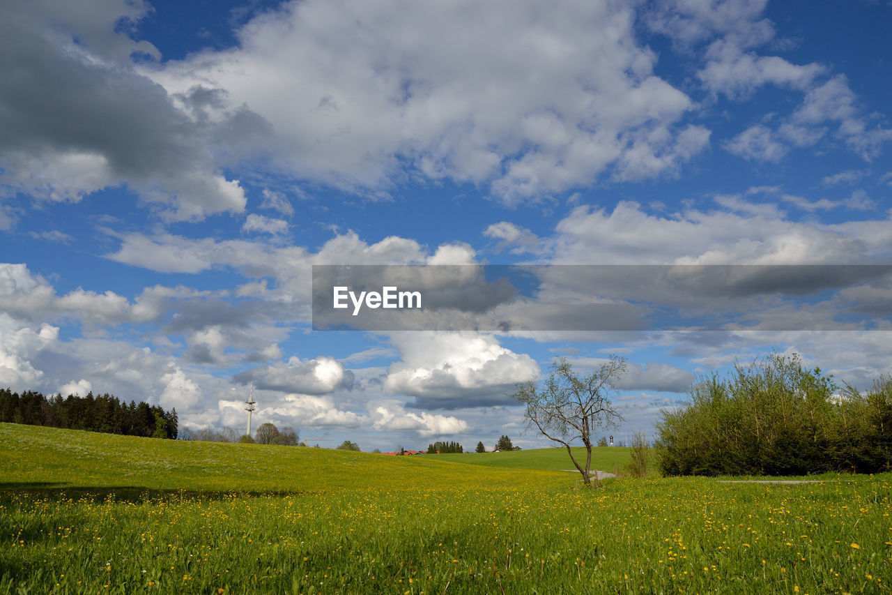 Scenic view of field against sky