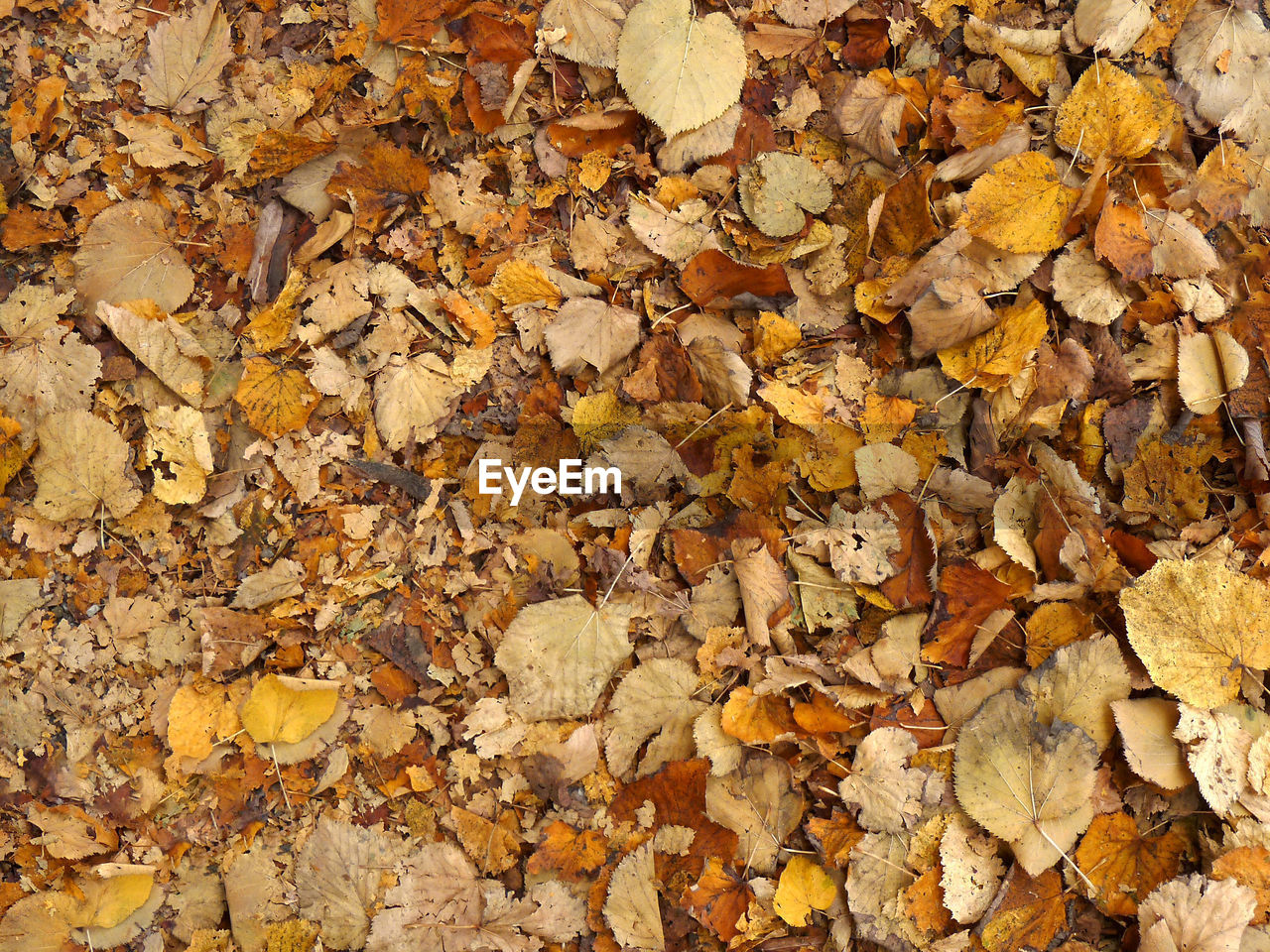 CLOSE-UP OF AUTUMN LEAVES