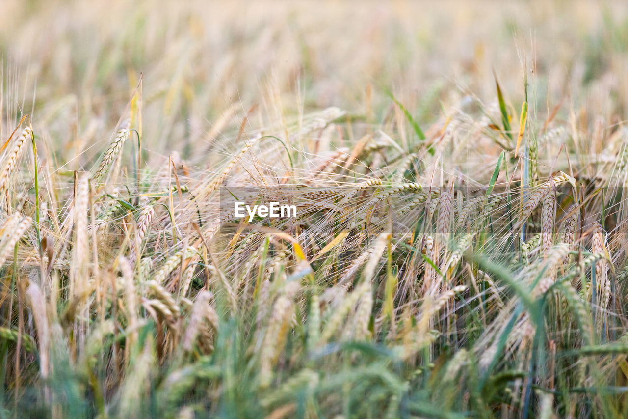 Close-up of wheat field