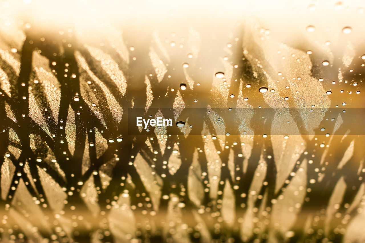 CLOSE-UP OF WET PLANTS IN RAIN