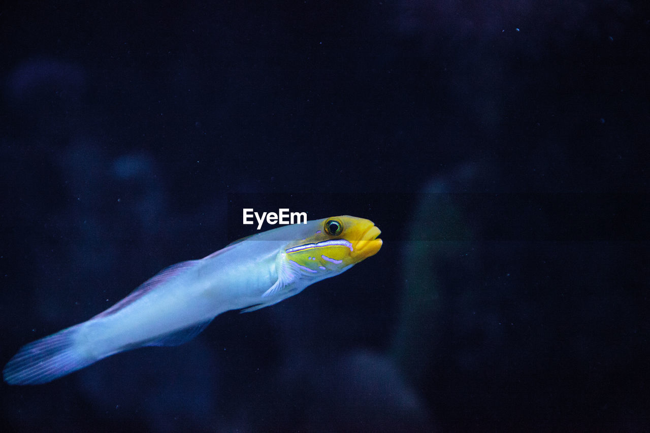 Close-up of fish swimming in aquarium