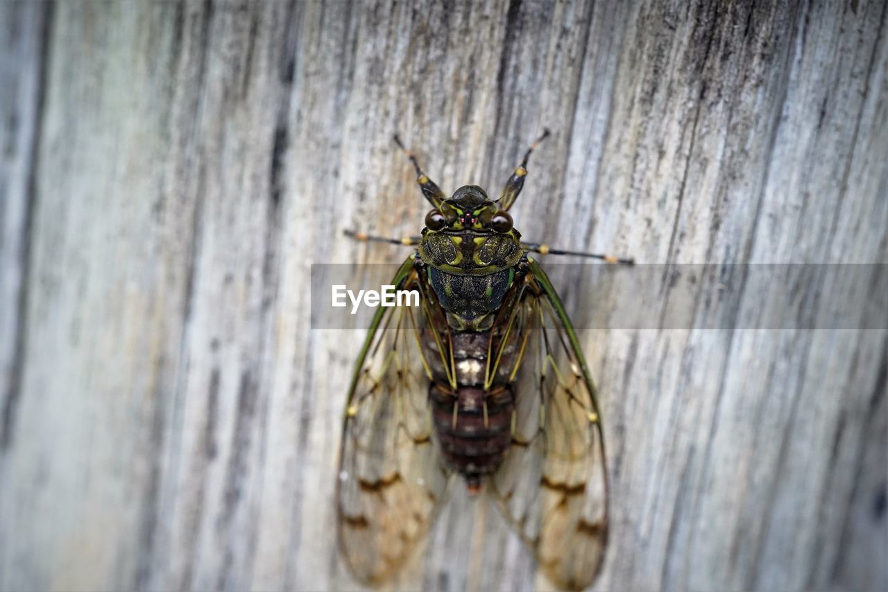 Close-up of cicada on wall