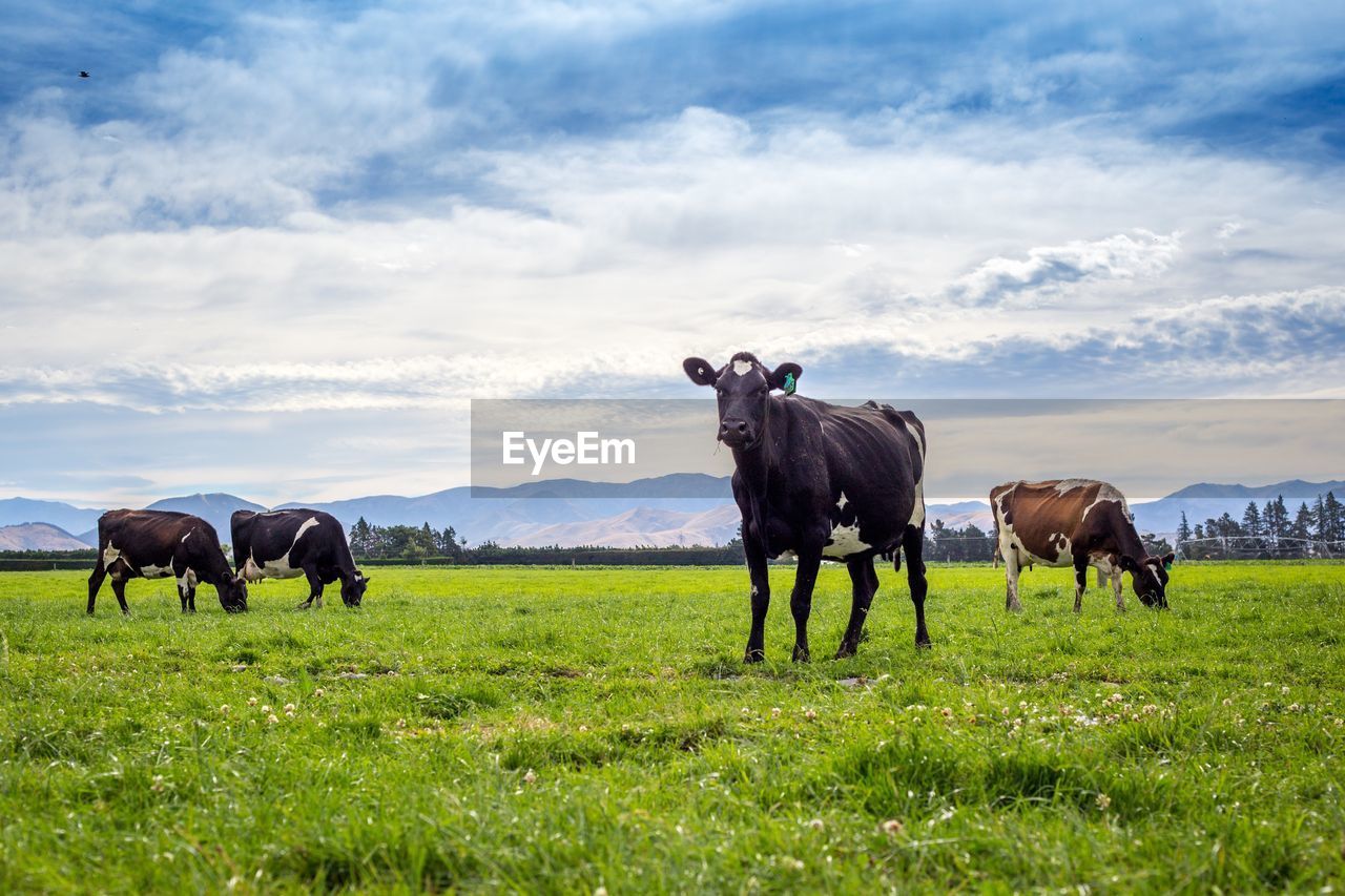 HORSES GRAZING ON FIELD