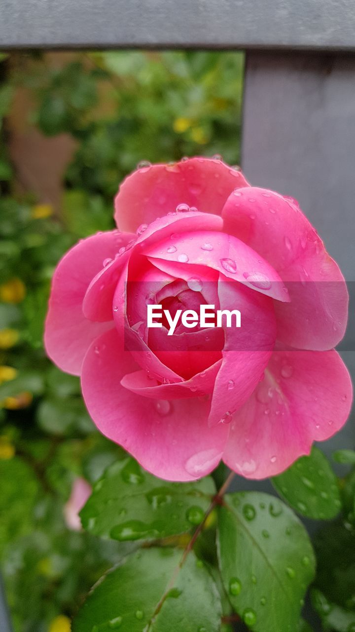CLOSE-UP OF WET PINK ROSES BLOOMING OUTDOORS