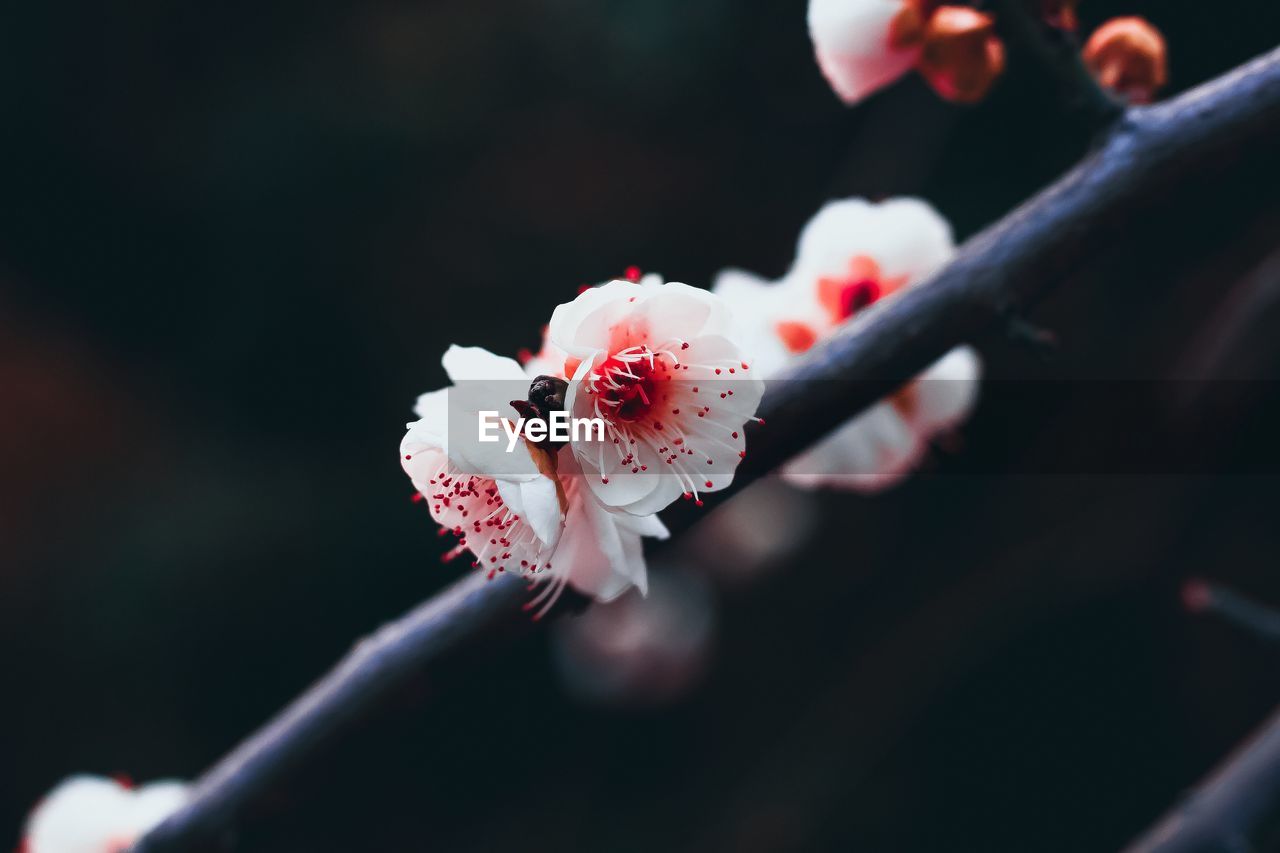 Close-up of white cherry blossom