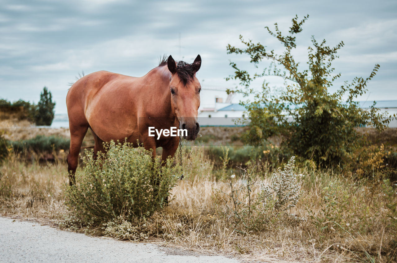 Horses graze on the field. summer on a farm, green grass, sky, hills, trees, mountains, horses