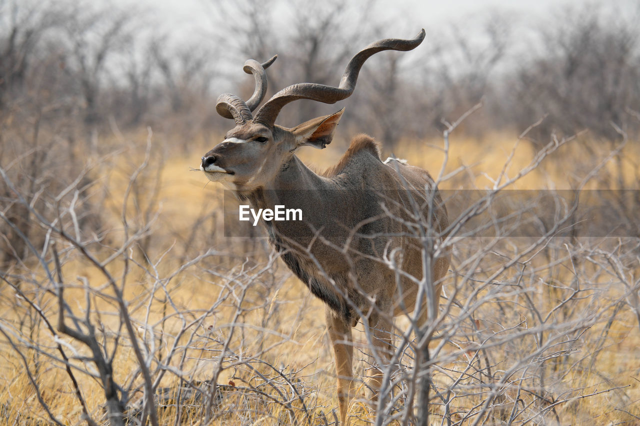 side view of deer on field