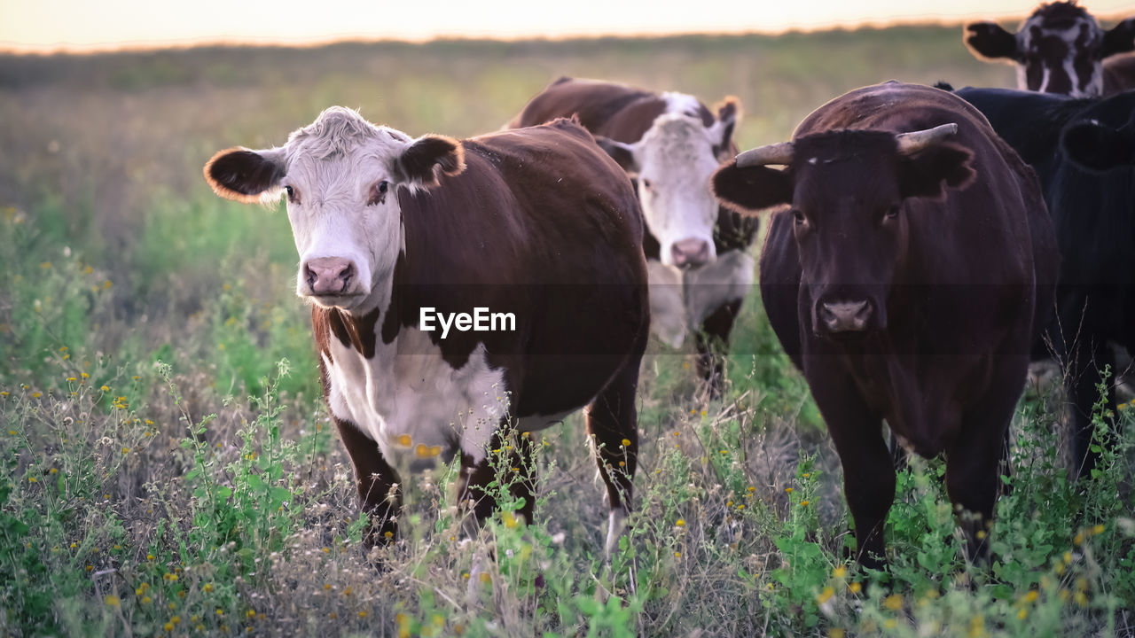 cows in a field