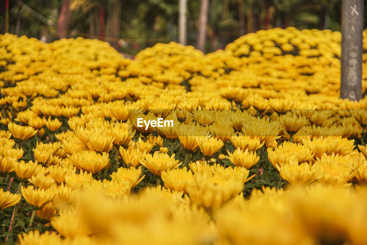 CLOSE-UP OF YELLOW MARIGOLD FLOWERS