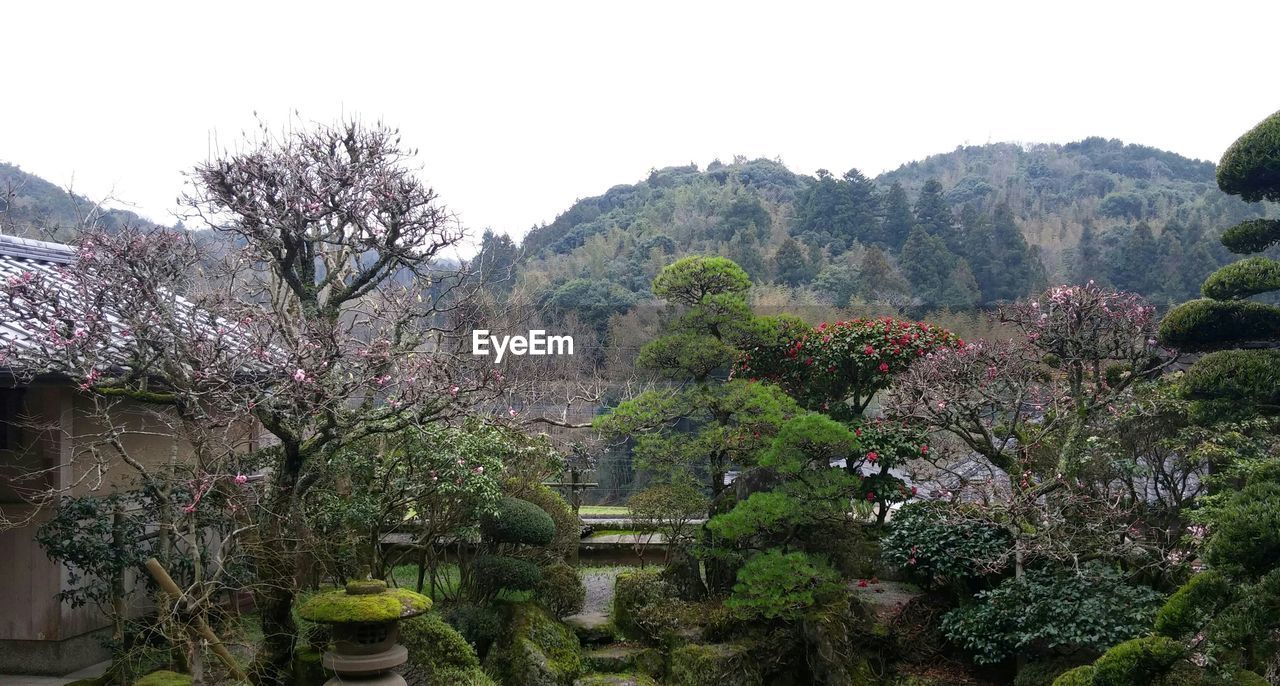 VIEW OF PLANTS GROWING ON MOUNTAIN