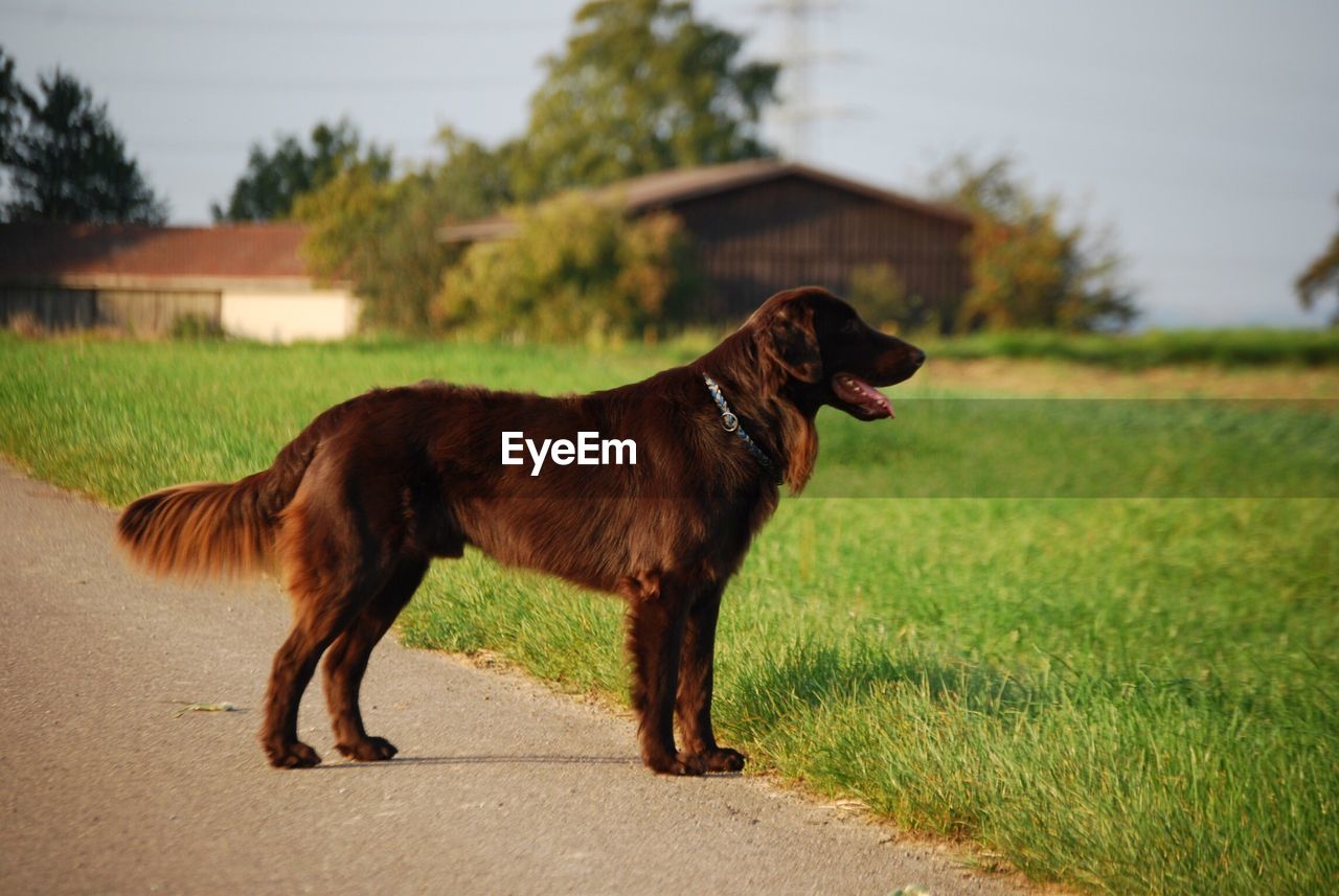 German longhaired pointer standing on road