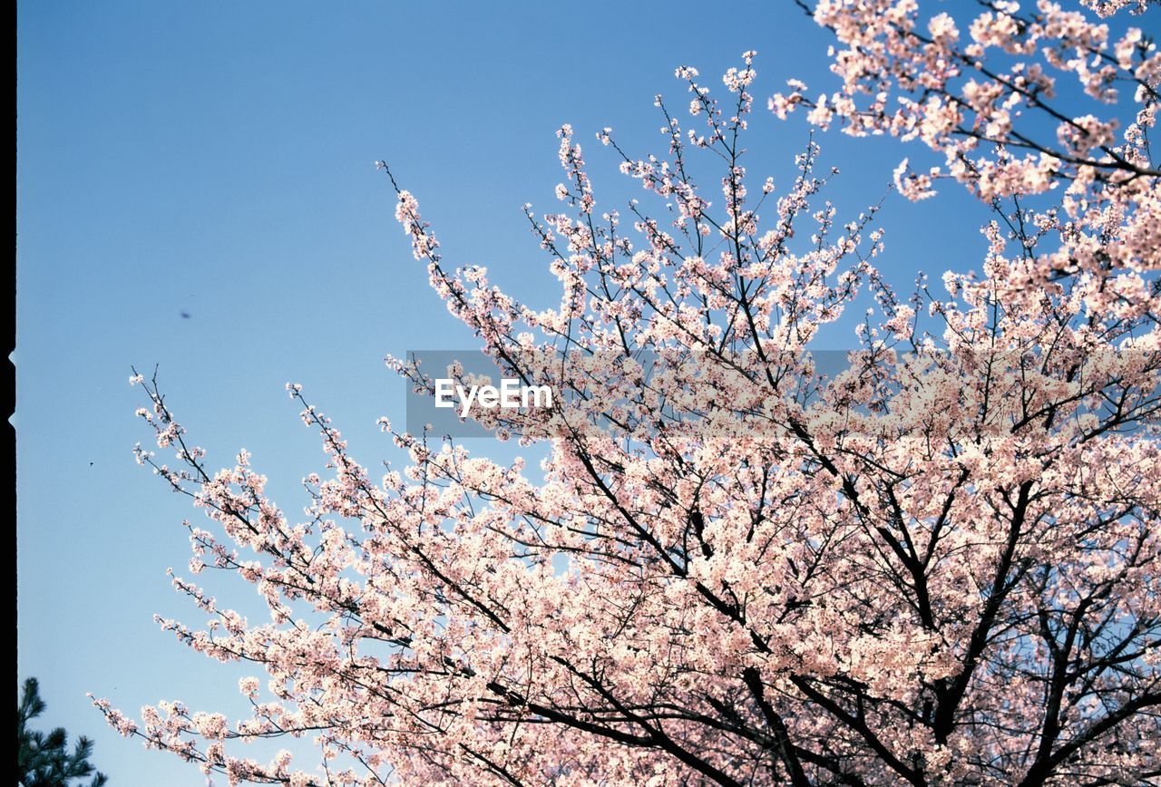 LOW ANGLE VIEW OF BIRD ON BRANCH AGAINST SKY