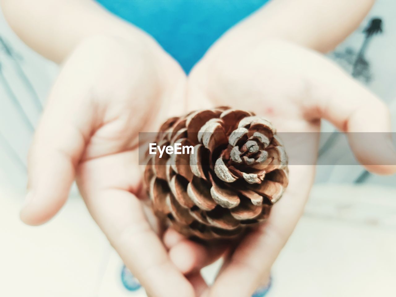 Low section of person holding pine cone