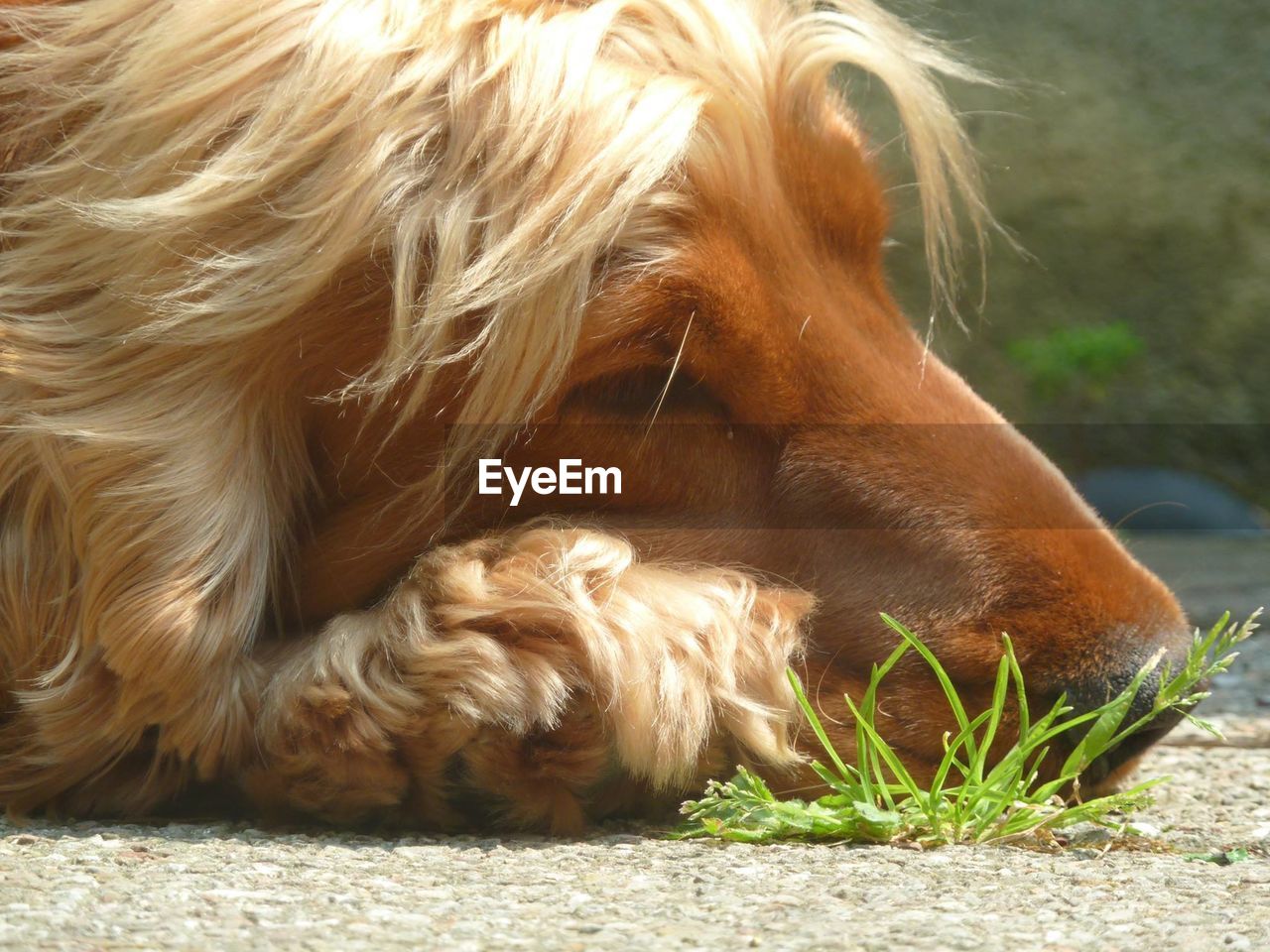 CLOSE-UP OF DOG RELAXING ON DIRT