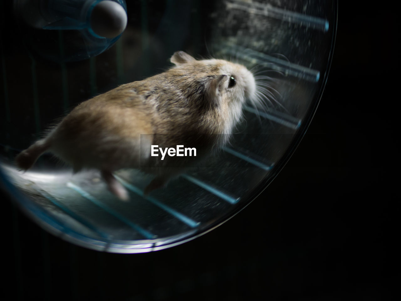 Close-up of hamster running in wheel