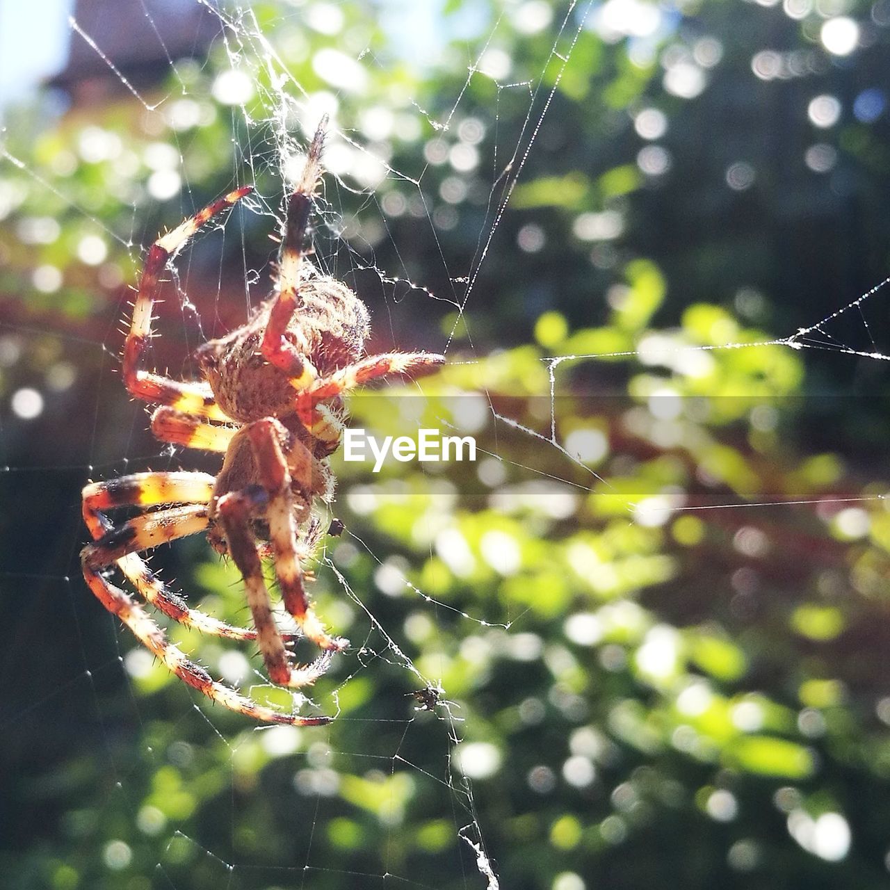 CLOSE-UP OF SPIDER WEB