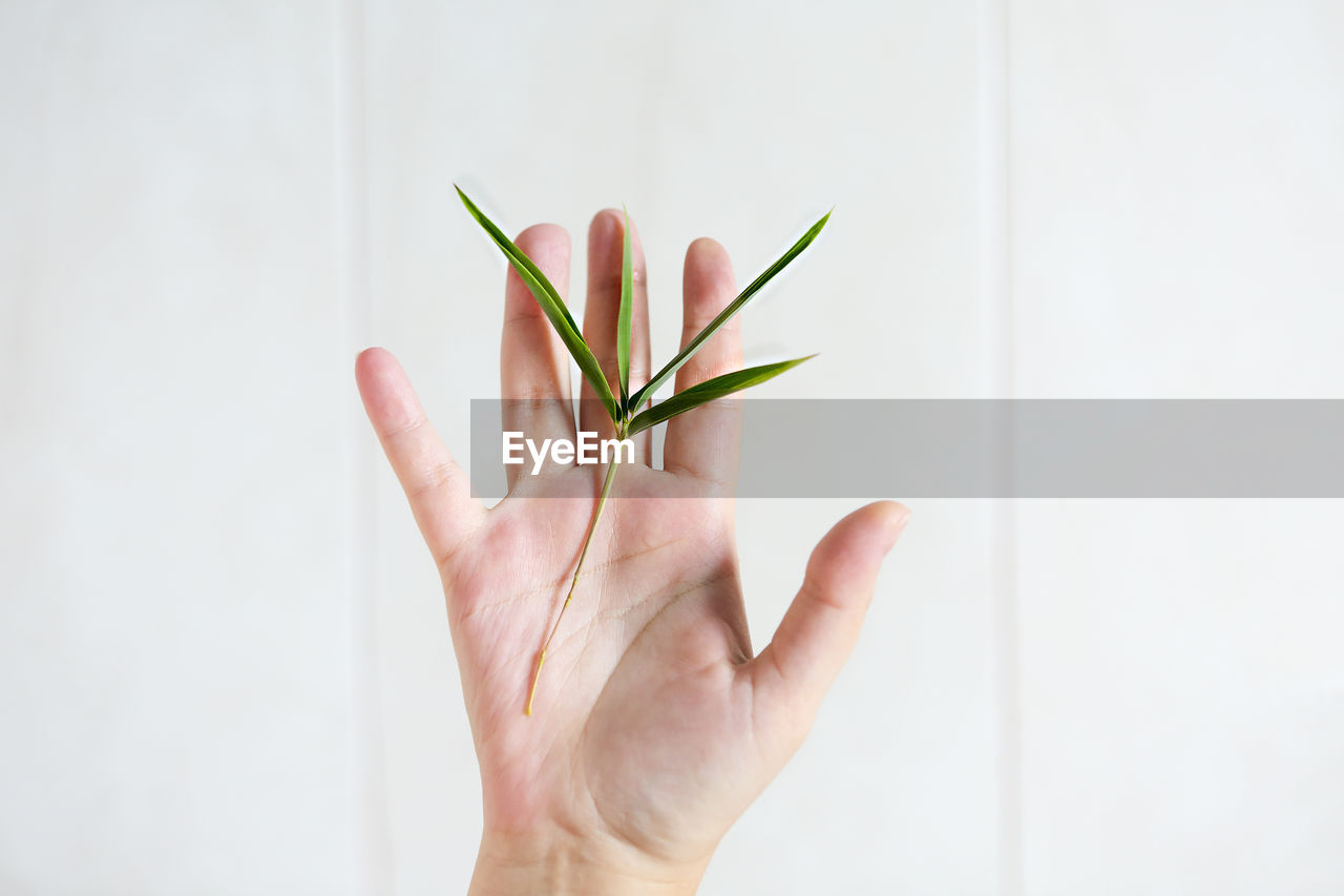 CLOSE-UP OF HAND HOLDING SMALL PLANT AGAINST WHITE BACKGROUND