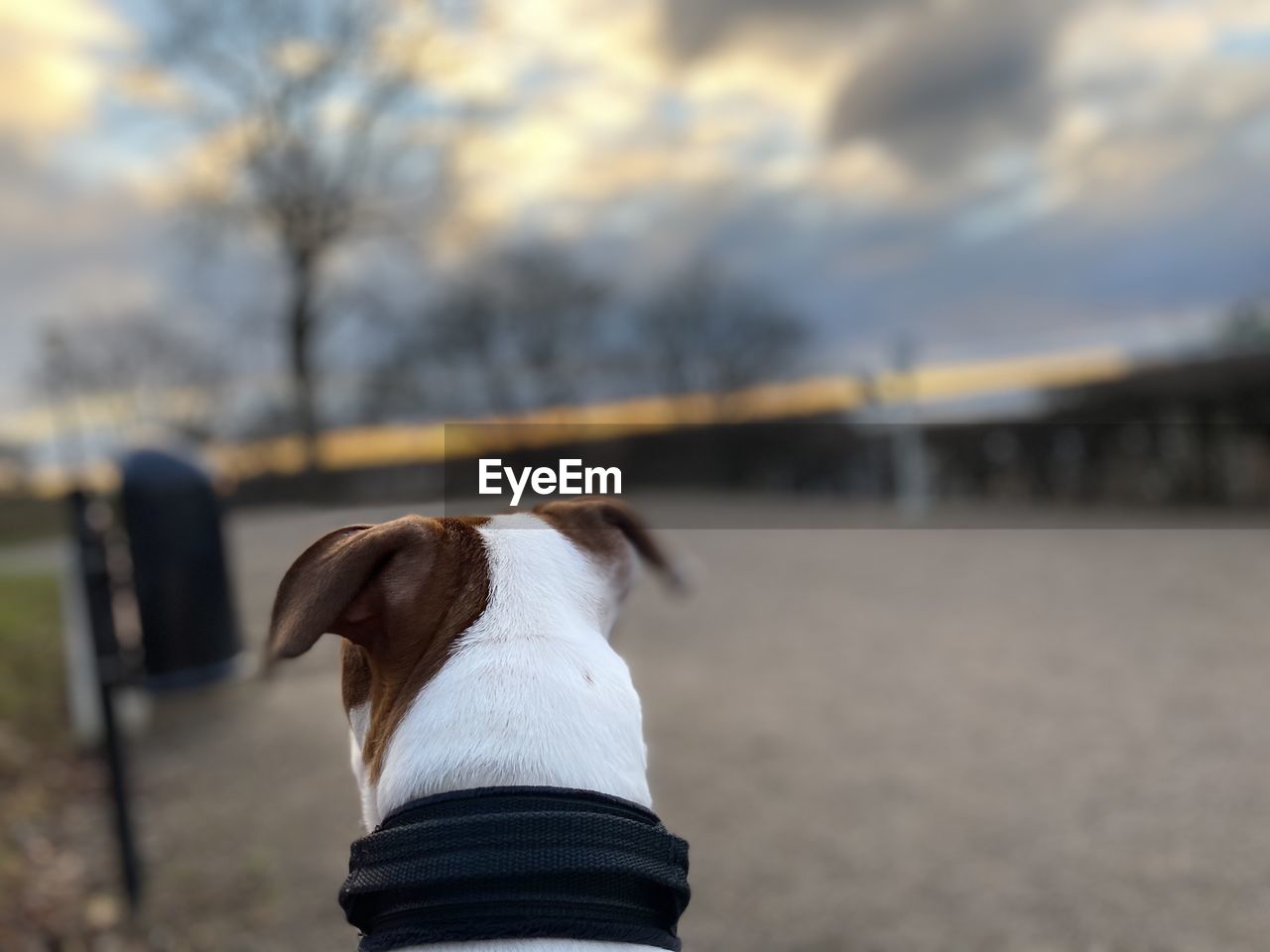 CLOSE-UP OF DOG HAND