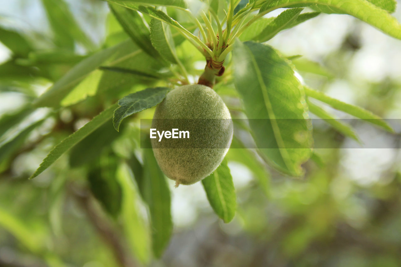 CLOSE-UP OF FRUIT ON TREE