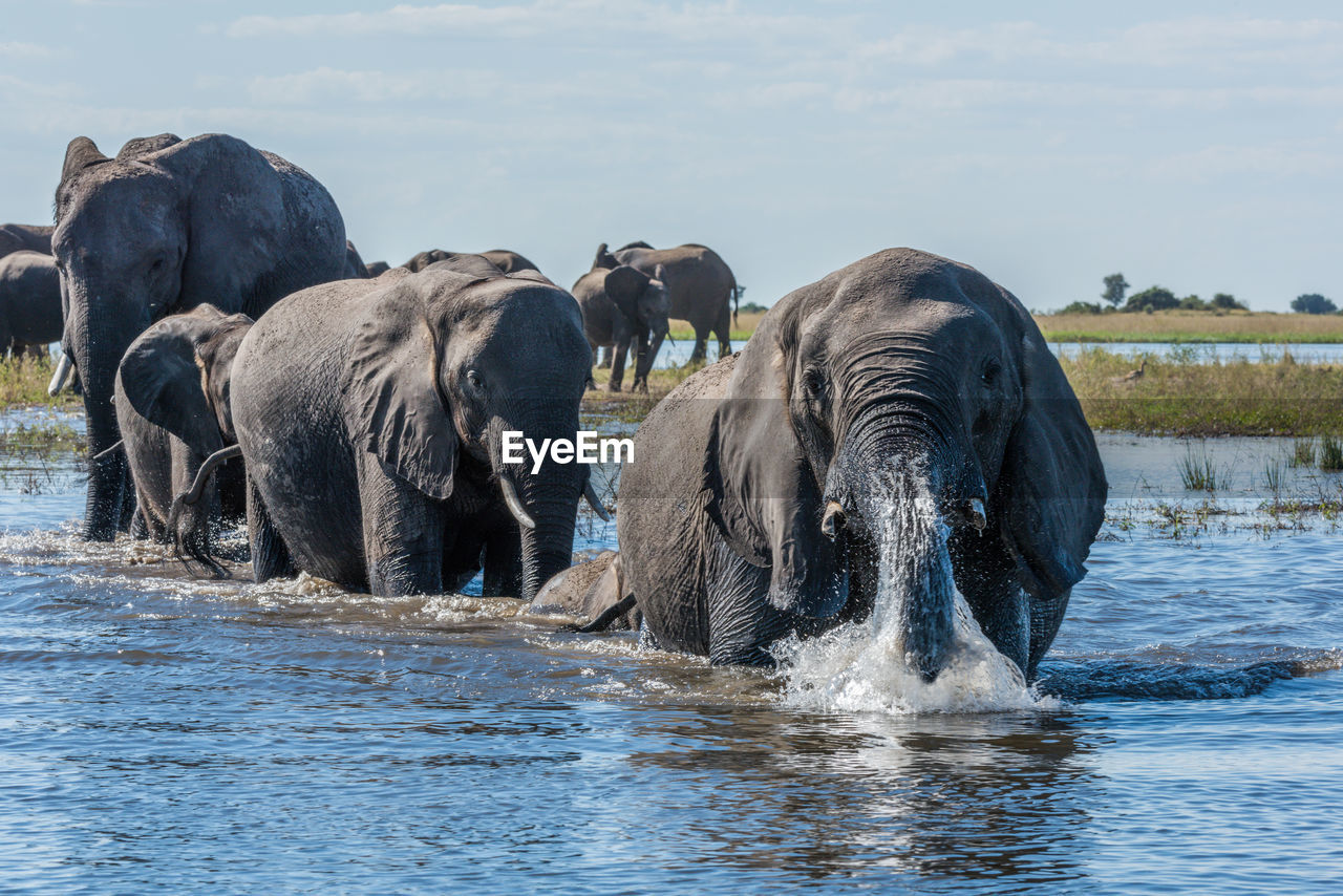 Elephant family in river against sky