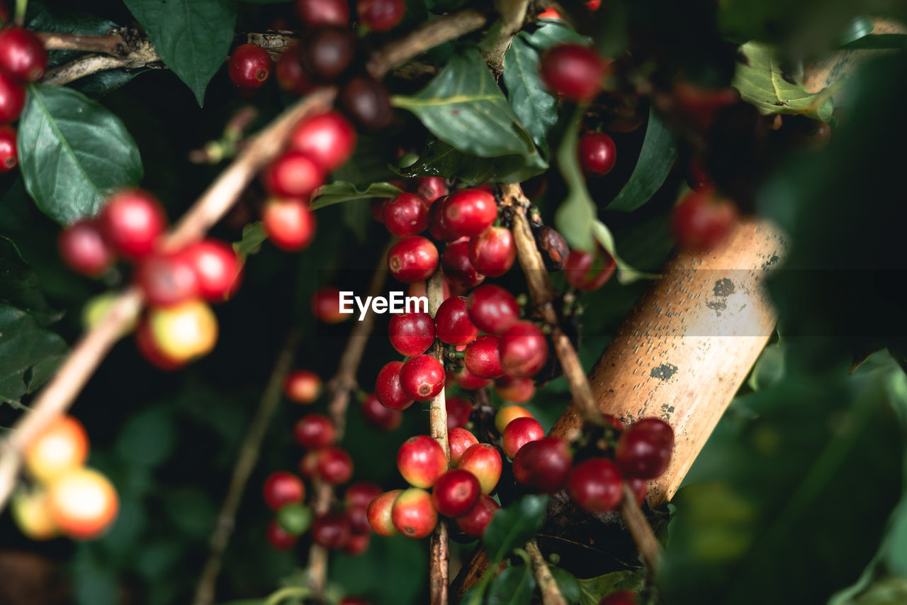 Close-up of coffee beans growing on plant