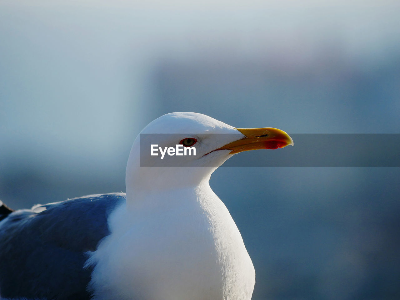 A seagull dominates the port of the italian seaside town of genoa in the liguria region.