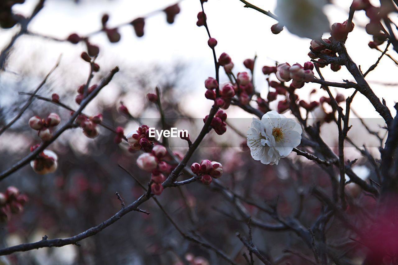 LOW ANGLE VIEW OF WHITE FLOWERS ON BRANCH