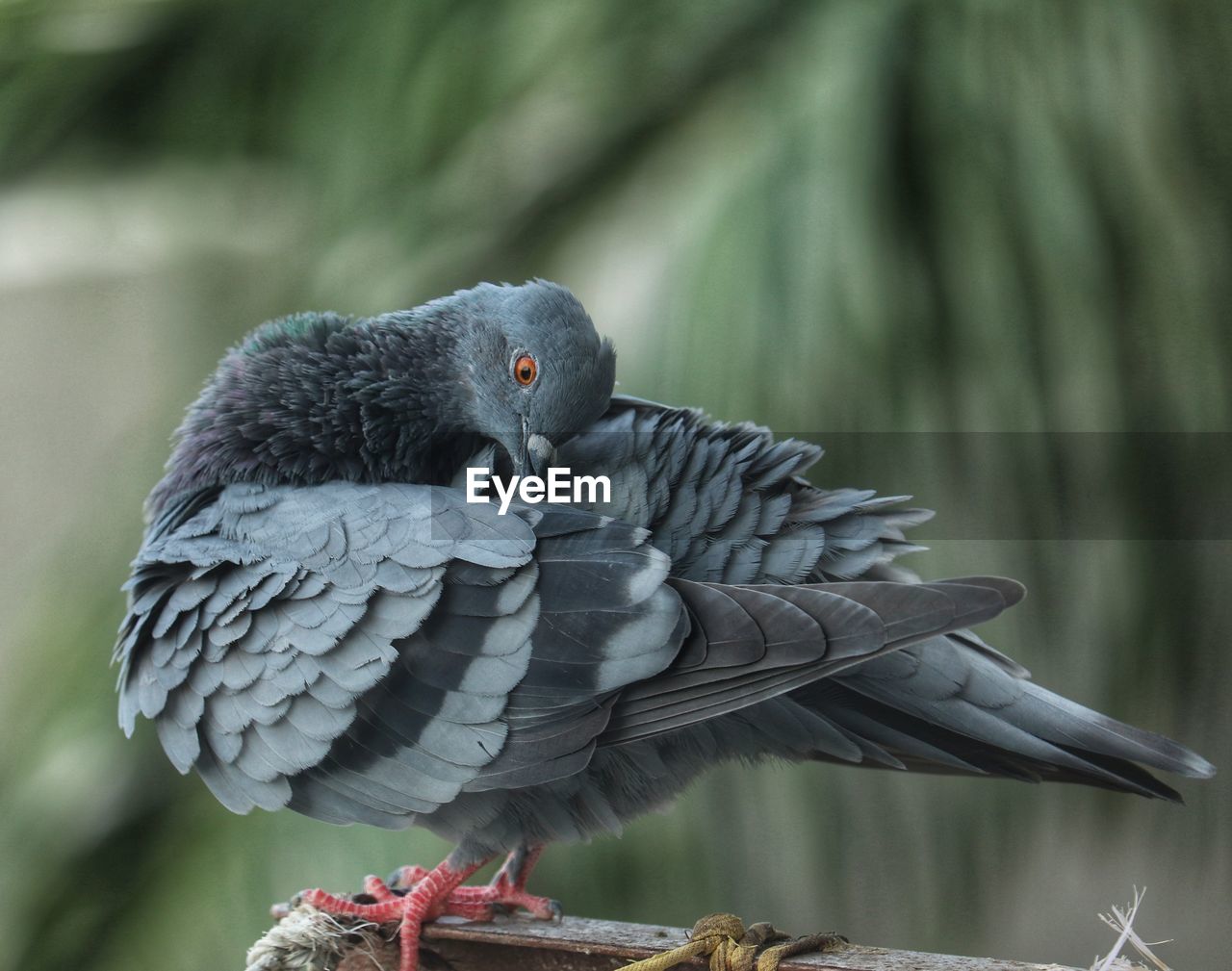 Close up of a pigeon pampering itself