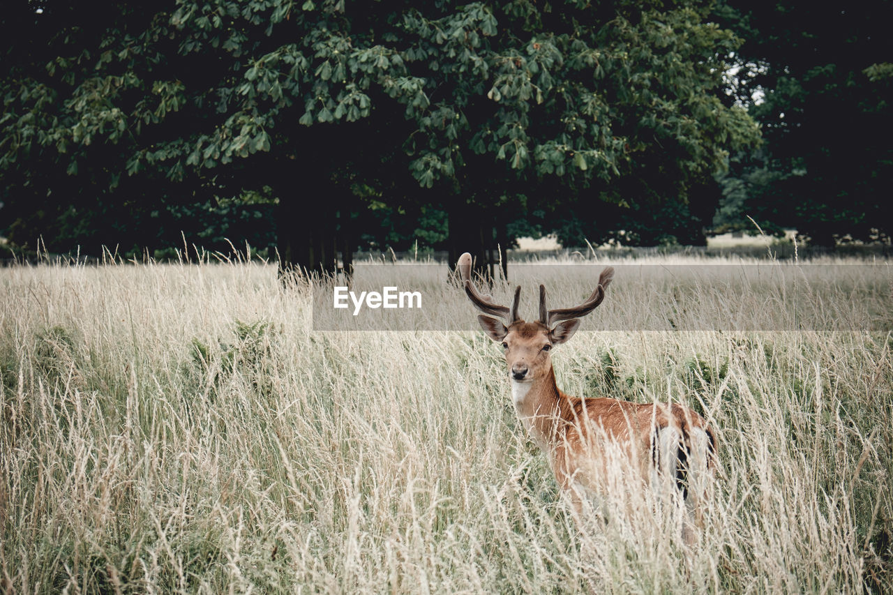 Close-up of deer amidst grass