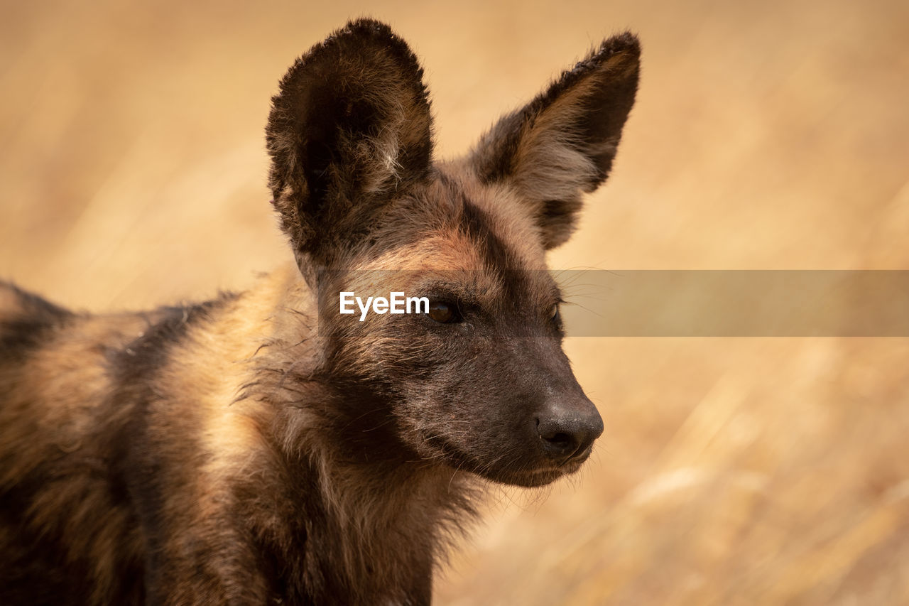 Close-up of hyena