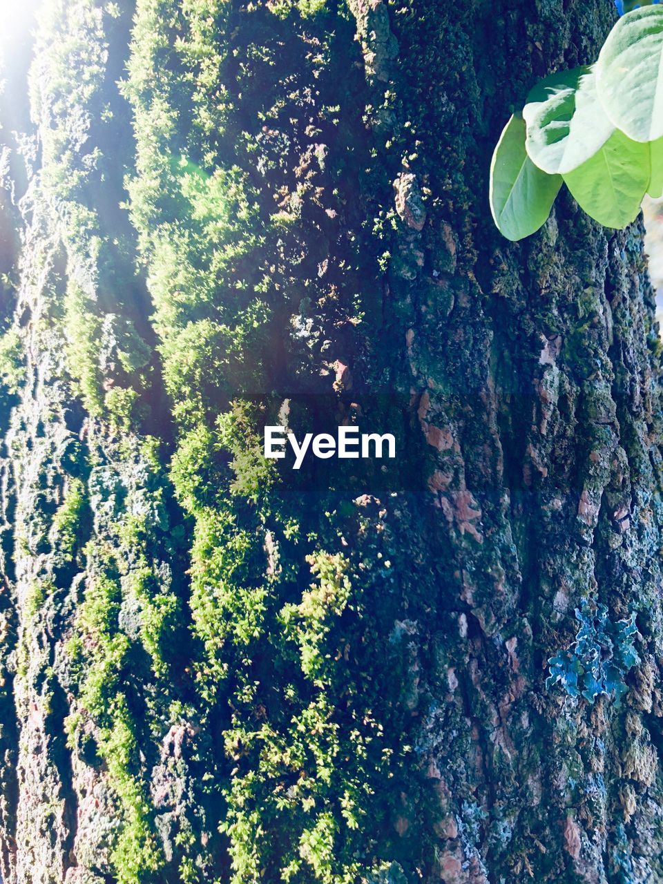 CLOSE-UP OF IVY ON TREE TRUNK IN FOREST