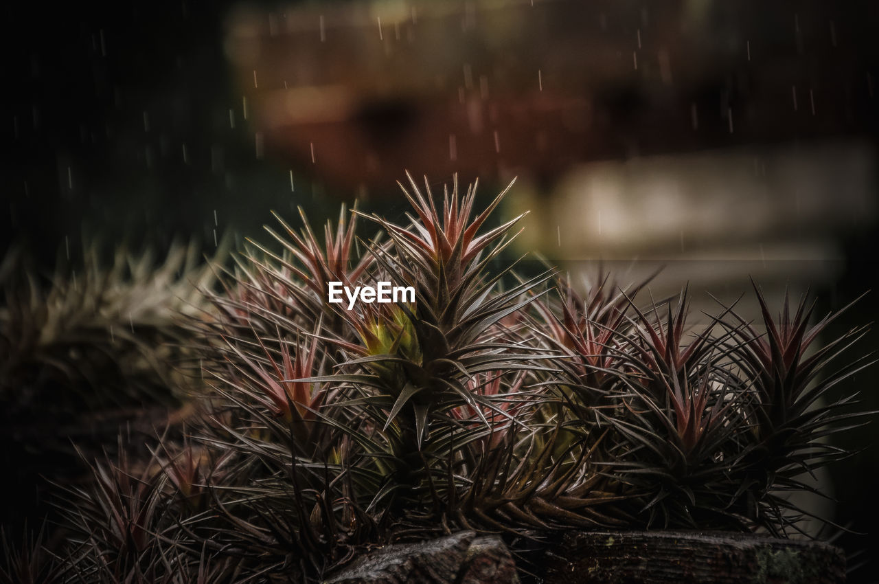 Close-up of plants growing outdoors