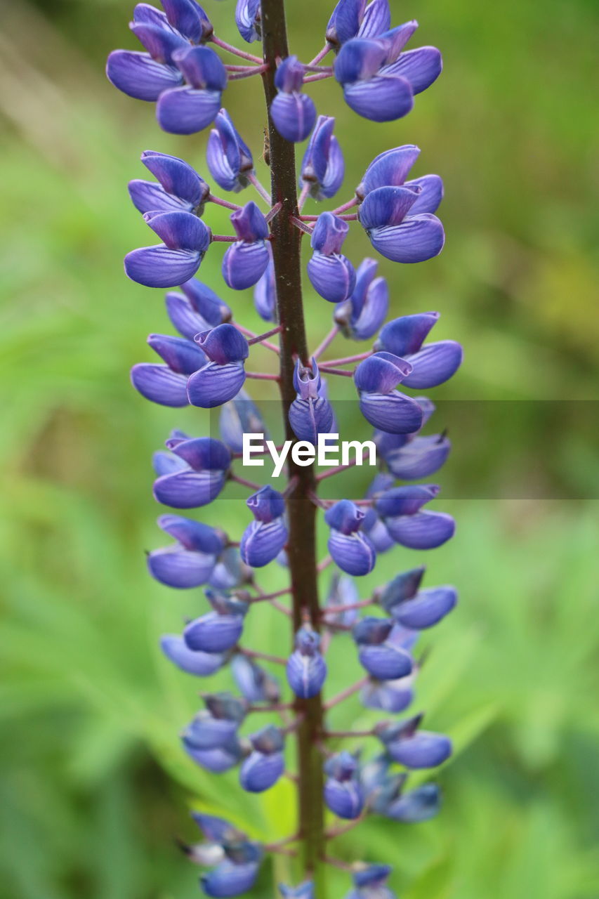 Close-up of purple flowering plant