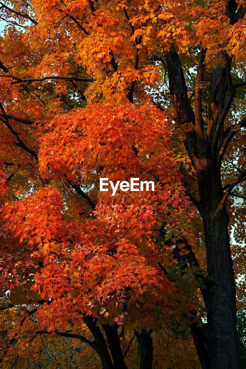 CLOSE-UP OF AUTUMN TREE