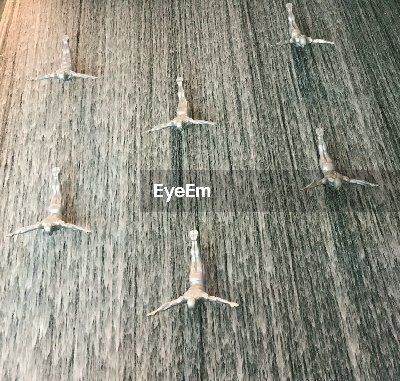 BIRD FLYING OVER SWIMMING POOL