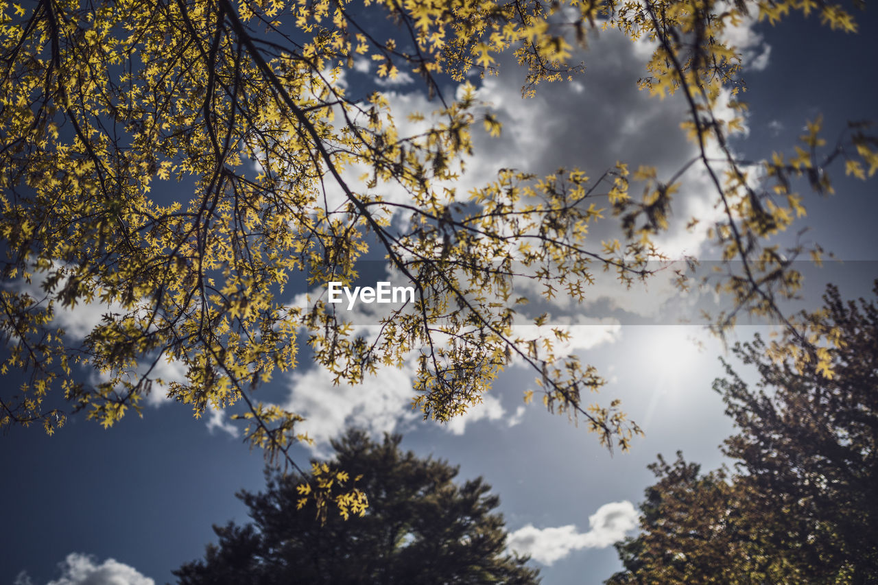 Low angle view of tree against sky