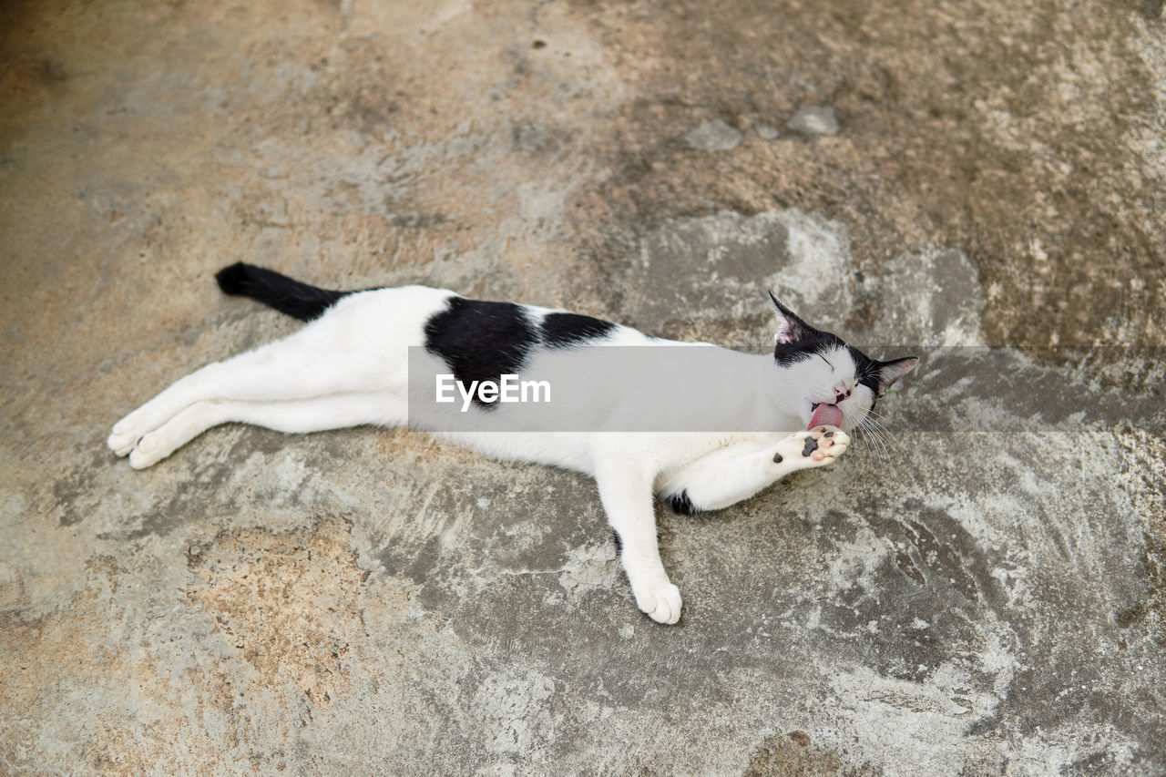 HIGH ANGLE VIEW OF WHITE CAT LYING ON FLOOR